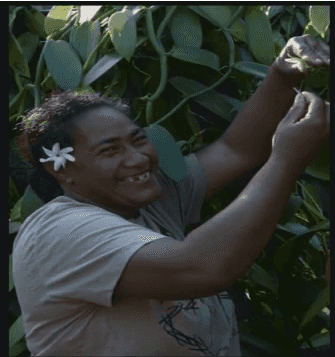 pacific islander in vanilla plantation