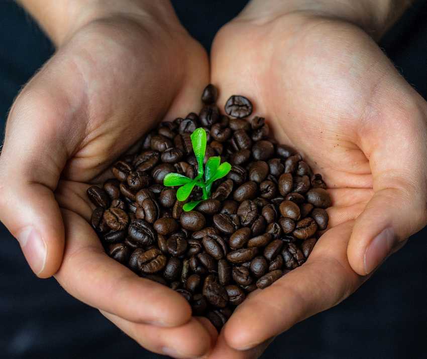 Plant growing out of coffee beans