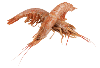 two Argentinian red prawns - they're pinkish brown and have their heads and shells intact