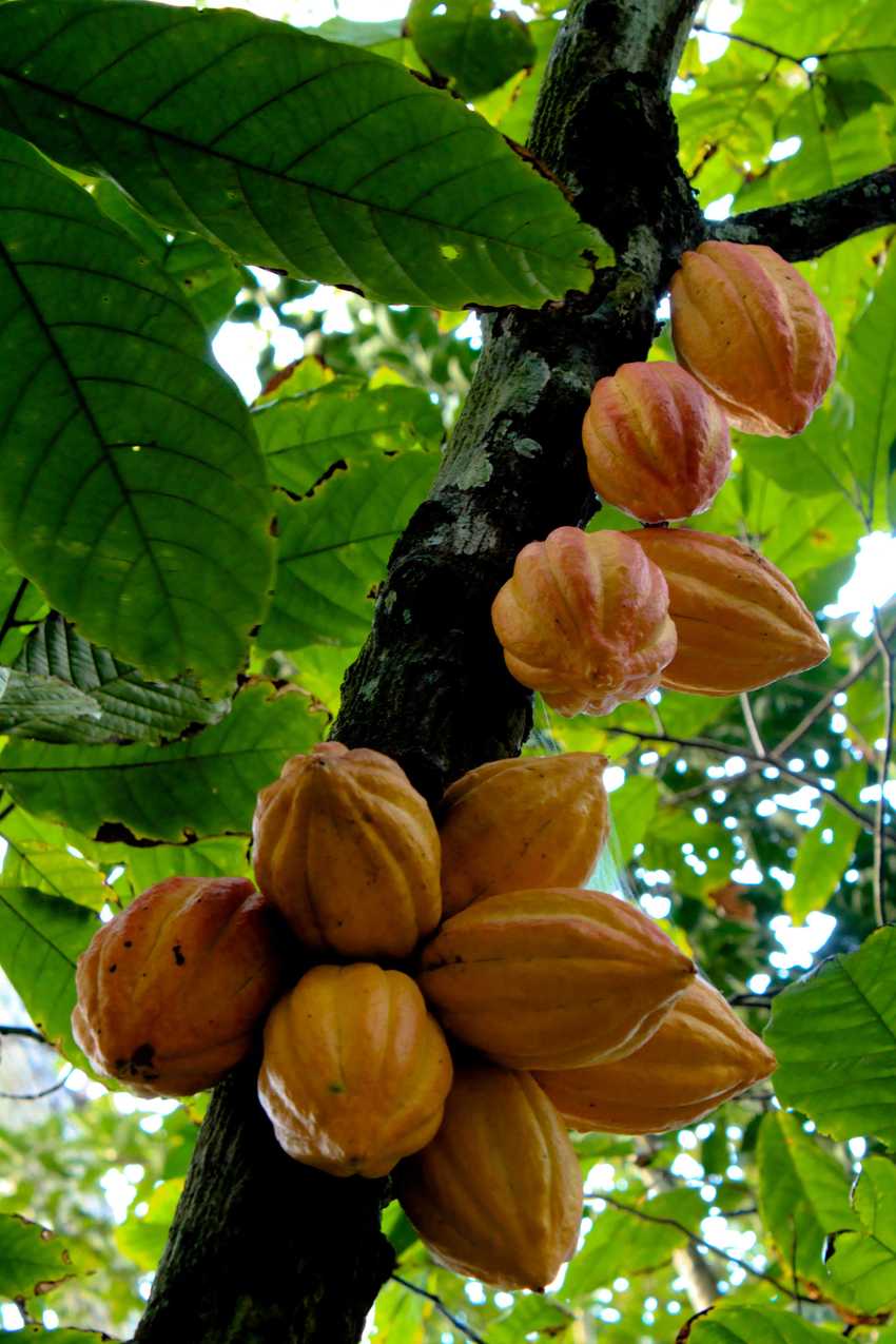 yellow cocoa pods ripening on a branch under a canopy of leaves