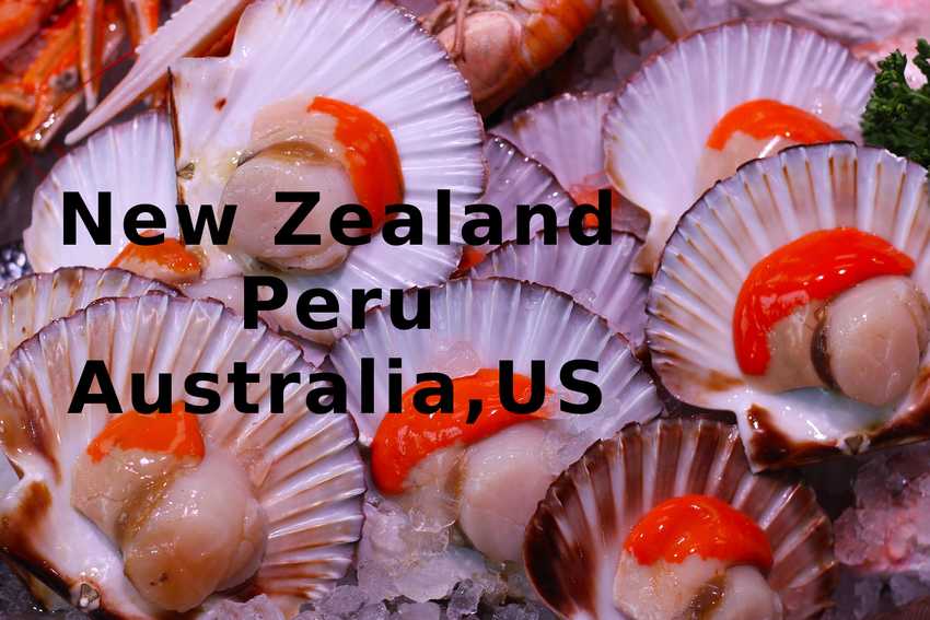 scallops with the words New Zealand, Peru, Australia and US written over the top